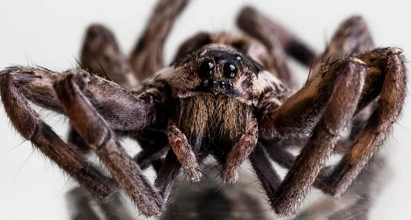 One Spider Close — Stock Photo, Image