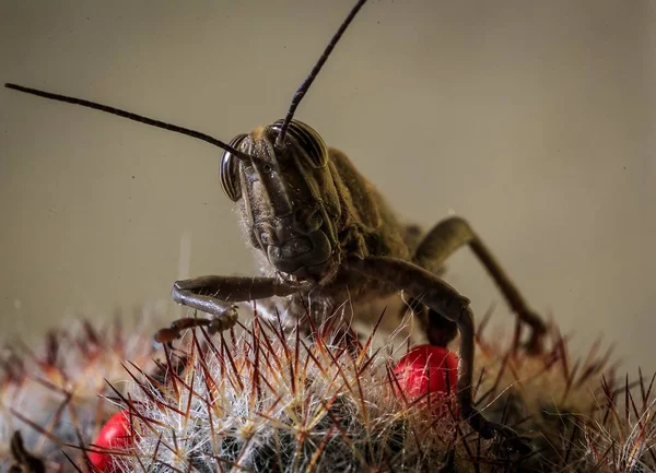 Insecto Saltamontes Primer Plano Sentado Cactus —  Fotos de Stock