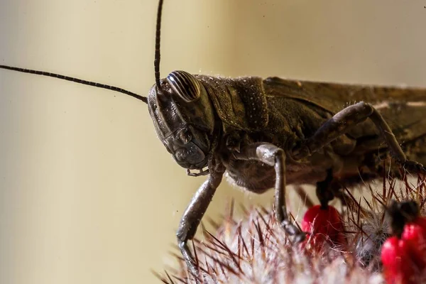 Insekt Heuschrecke Großaufnahme Auf Einem Kaktus Sitzend — Stockfoto