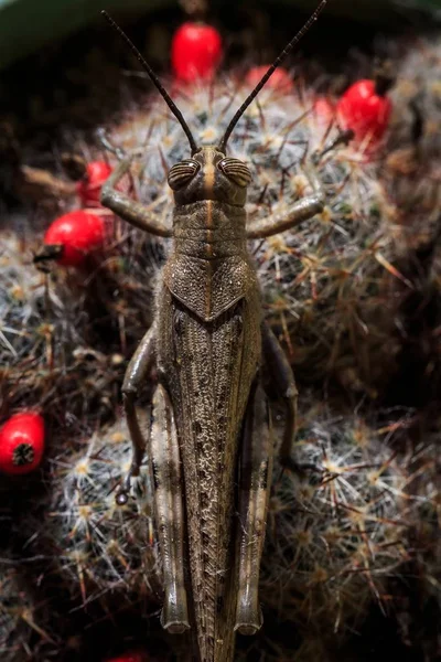 Insecto Saltamontes Primer Plano Sentado Cactus —  Fotos de Stock