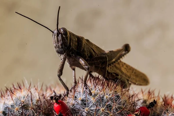 Insecto Saltamontes Primer Plano Sentado Cactus —  Fotos de Stock