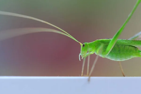 Insect Grasshopper Closeup Green Color — Stock Photo, Image