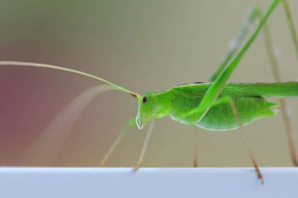Insekt Heuschrecke Nahaufnahme Grüne Farbe — Stockfoto
