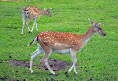 Çayırda yumurta geyiği