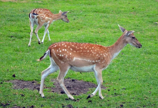 草地上的鹿群 免版税图库图片