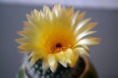 karmaşık vücut (kapalı tohumlular) bitkiler tohum üreme.