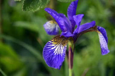 karmaşık vücut (kapalı tohumlular) bitkiler tohum üreme.