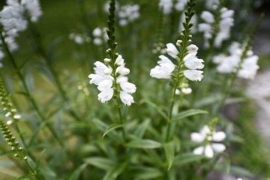 karmaşık vücut (kapalı tohumlular) bitkiler tohum üreme.
