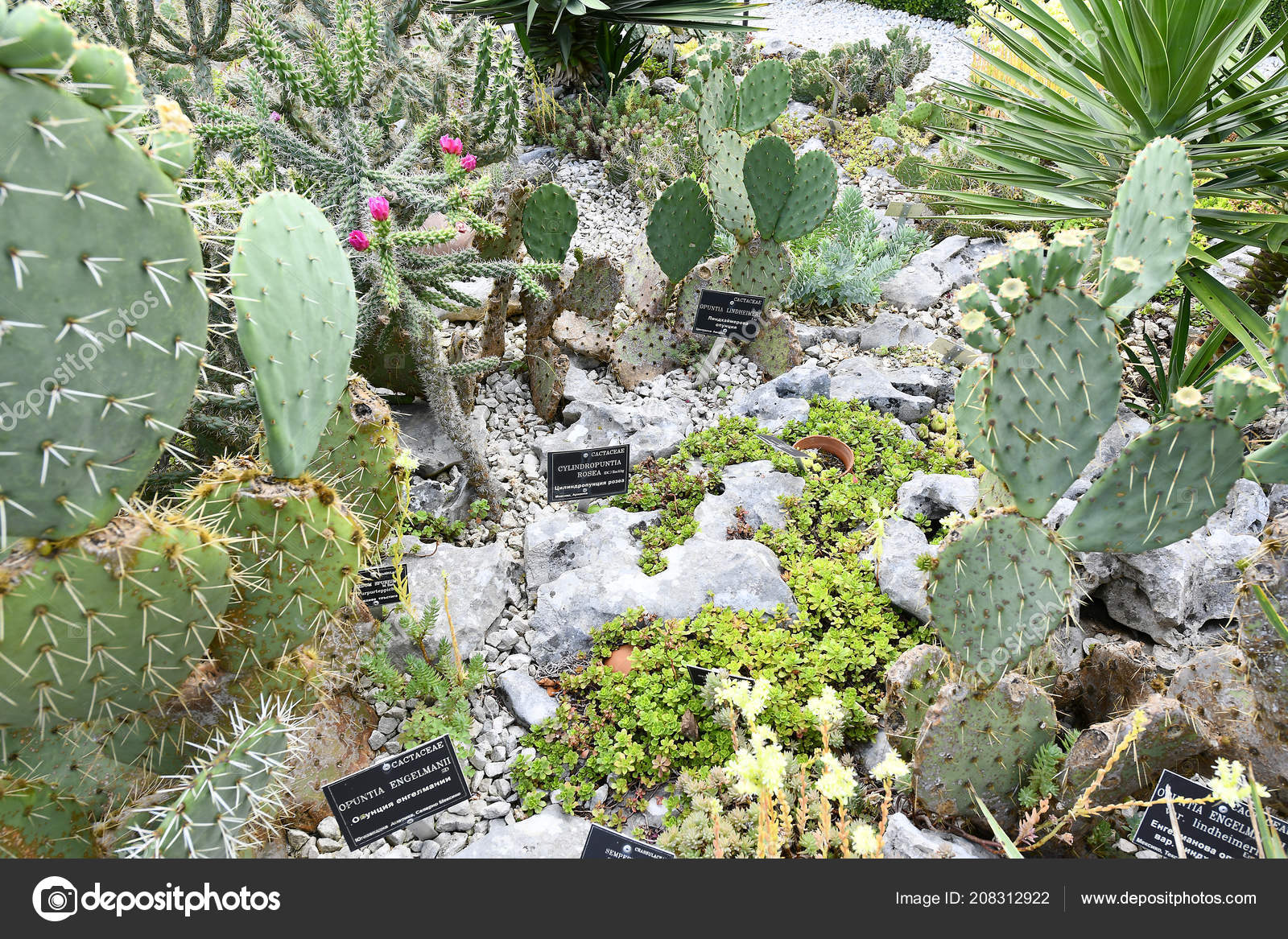 Complex Body Seed Reproduction Flowering Angiosperms Plants Stock Photo Image By C Enigma Art Complex Body Seed Reproduction Flowering Angiosperms Plants Stock Photo Image By C Enigma Art