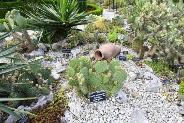 karmaşık vücut (kapalı tohumlular) bitkiler tohum üreme.