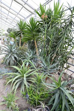 karmaşık vücut (kapalı tohumlular) bitkiler tohum üreme.