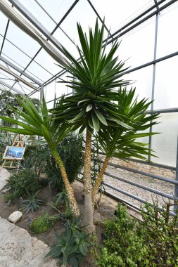 karmaşık vücut (kapalı tohumlular) bitkiler tohum üreme.