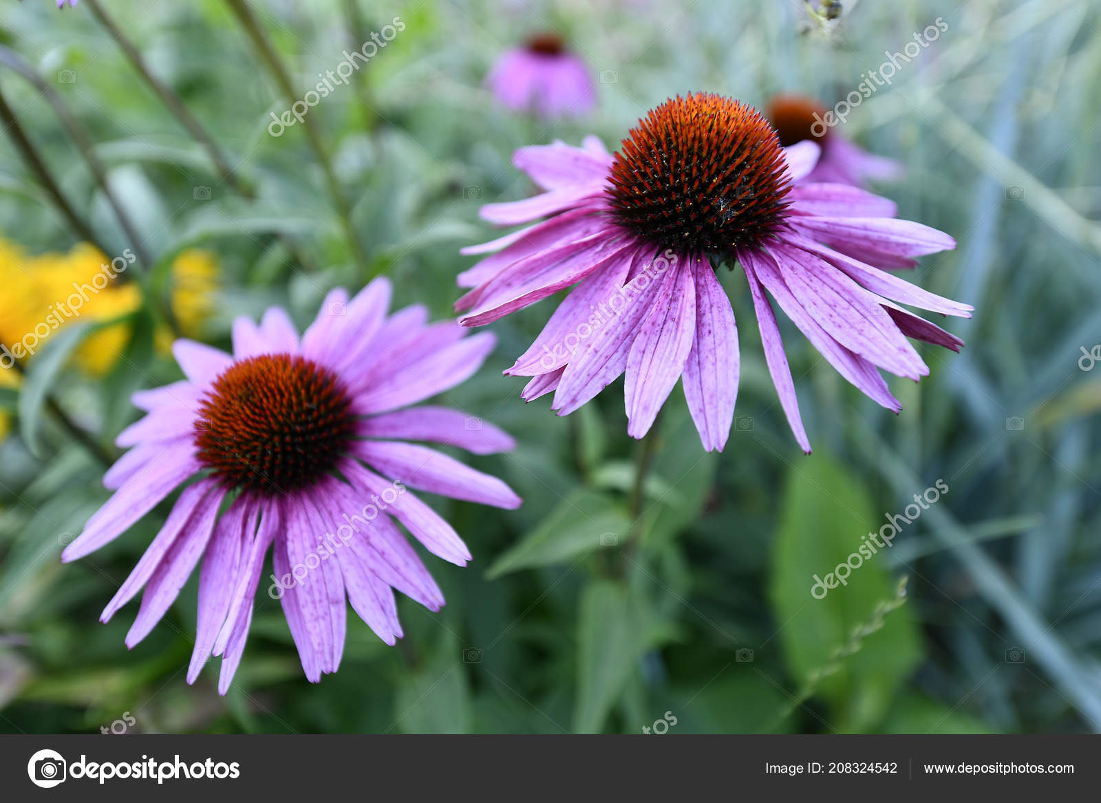 Complex Body Seed Reproduction Flowering Angiosperms Plants Stock Photo Image By C Enigma Art Complex Body Seed Reproduction Flowering Angiosperms Plants Stock Photo Image By C Enigma Art
