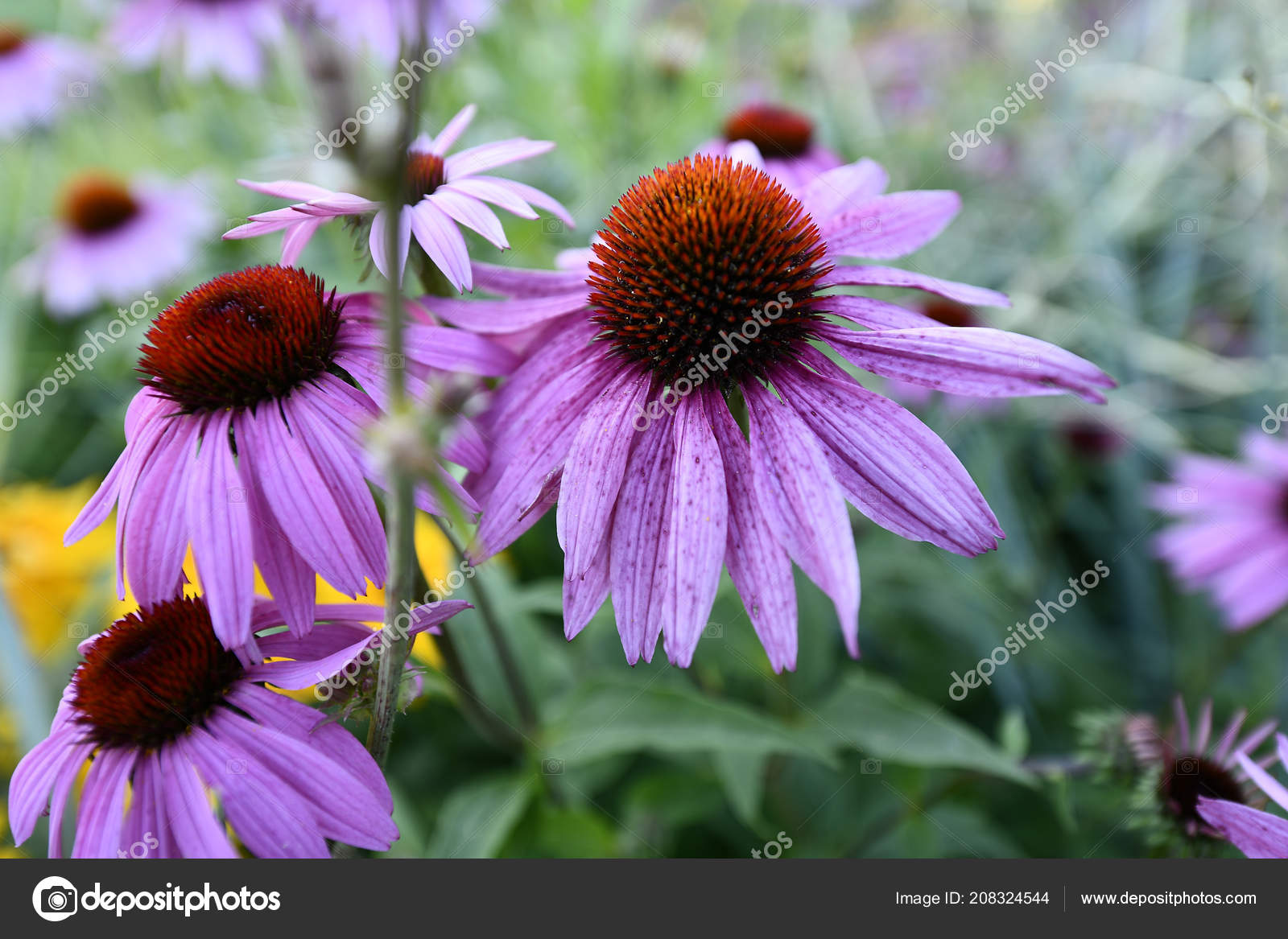 Complex Body Seed Reproduction Flowering Angiosperms Plants Stock Photo Image By C Enigma Art Complex Body Seed Reproduction Flowering Angiosperms Plants Stock Photo Image By C Enigma Art