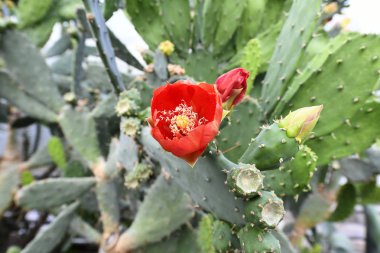 karmaşık vücut (kapalı tohumlular) bitkiler tohum üreme.