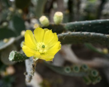 karmaşık vücut (kapalı tohumlular) bitkiler tohum üreme.