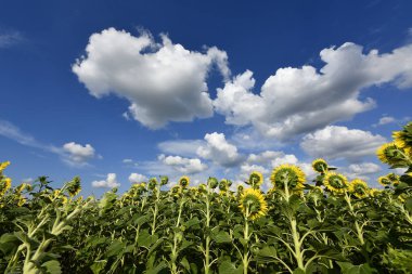 karmaşık vücut (kapalı tohumlular) bitkiler tohum üreme.