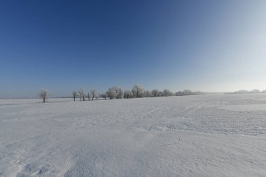 Korolevka - Köyü, Nikolaevsky köyü Konseyi, Tula bölgesi, Dnipropetrovsk region, Ukrayna.