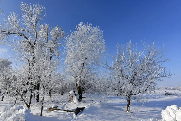 Korolevka Villaggio Consiglio Del Villaggio Nikolaevsky Distretto Novomoskovsk Regione Dnipropetrovsk — Foto Stock