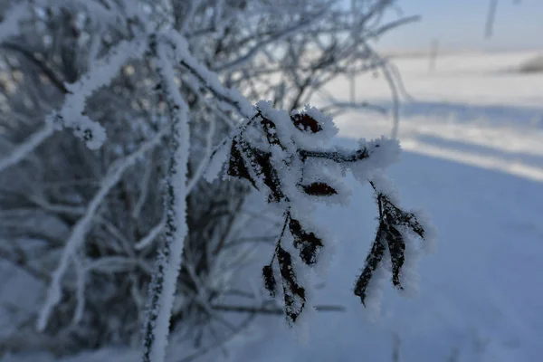 Korolevka Byn Nikolaevsky Byråd Novomoskovsk District Dnipropetrovsk Region Ukraina — Stockfoto