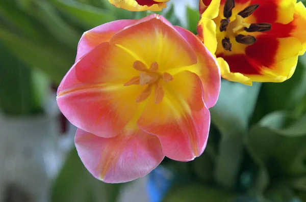 Цветы Даче Макро — стоковое фото
