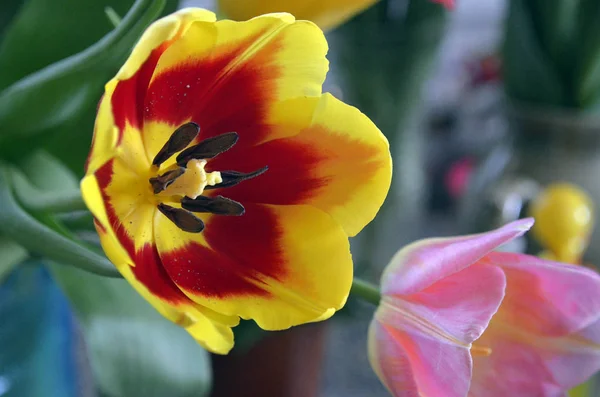 Квіти Дачі Макро — стокове фото