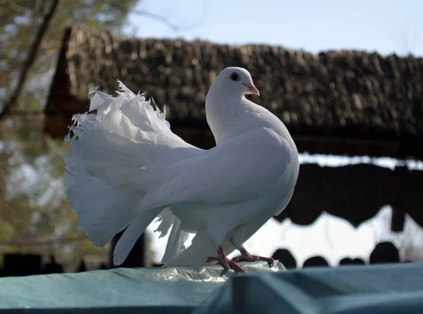 Handsome White Dove Posing Front Camera — Stock Photo, Image