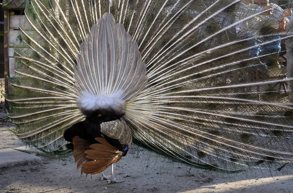 Peacock Flaunts Front Camera — Stock Photo, Image