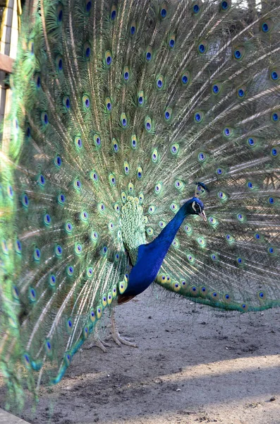 Peacock Pronkt Voor Camera — Stockfoto