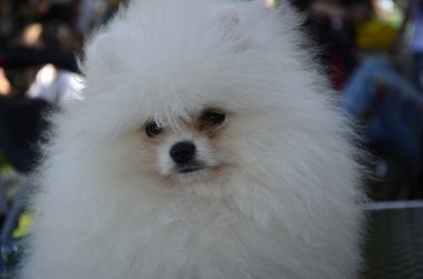 Dnepropetrovsk Ukrayna Köpek Göster.