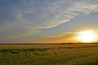 Kırsal manzaralar. Mykolayivka köyü, Nikolaevsky köy meclisi, Petropavlovsky bölgesi, Dnipropetrovsk bölgesi, Ukrayna.