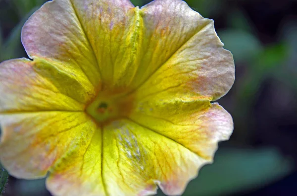 Flores Dacha Macro — Fotografia de Stock