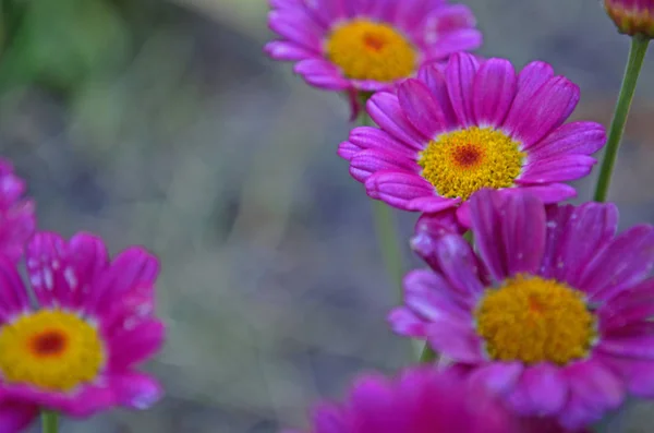 Blumen Auf Der Datscha Makro — Stockfoto