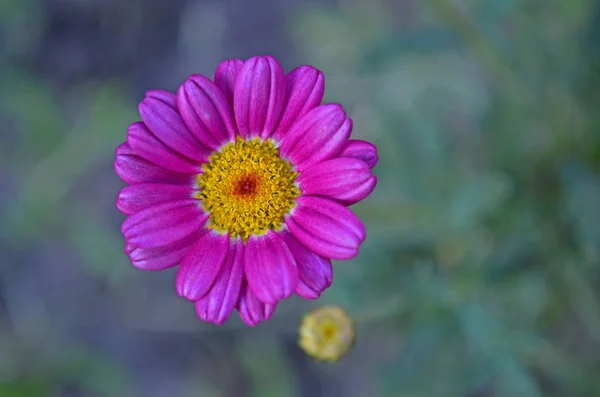 Blumen Auf Der Datscha Makro — Stockfoto