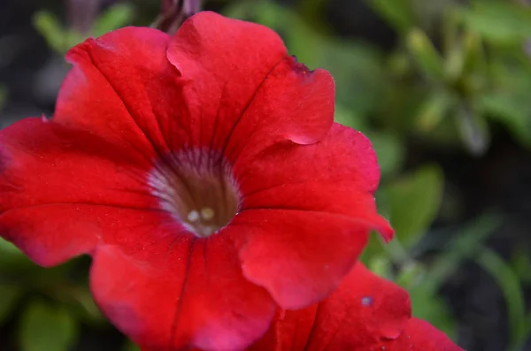 Blumen Auf Der Datscha Makro — Stockfoto