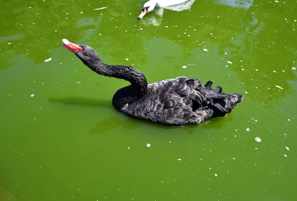 The Black Swan is a bird from the genus of swans of the duck family.