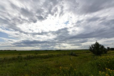 Doğada yaz manzaraları. Şehir Novomoskovsk Ukrayna.