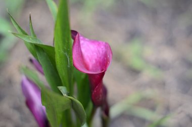 Dacha üzerinde Çiçekler, makro.