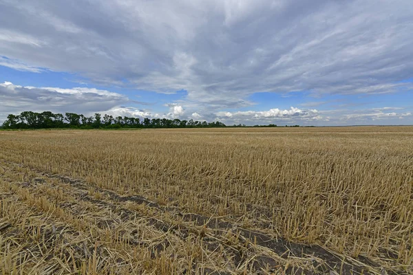 Paysages Été Dans Nature Maryanovka Village Conseil Village Maryanovsky District — Photo