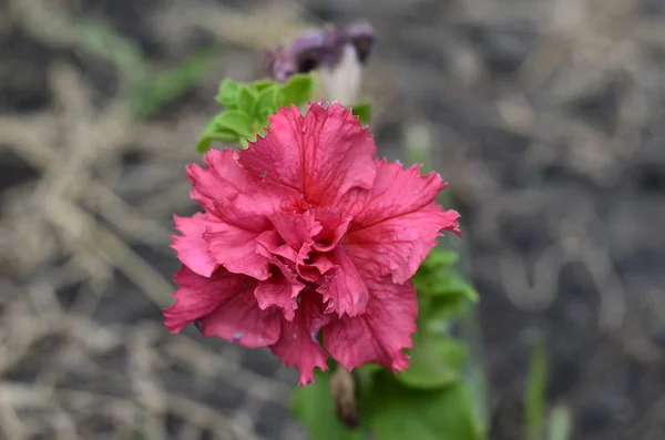 Blumen Auf Der Datscha Makro — Stockfoto