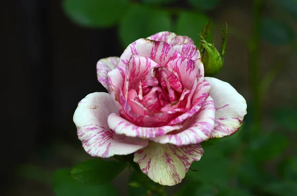 Blumen Auf Der Datscha Makro — Stockfoto