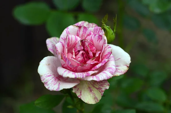 Blumen Auf Der Datscha Makro — Stockfoto