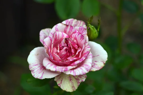 Flowers Dacha Macro — Stock Photo, Image