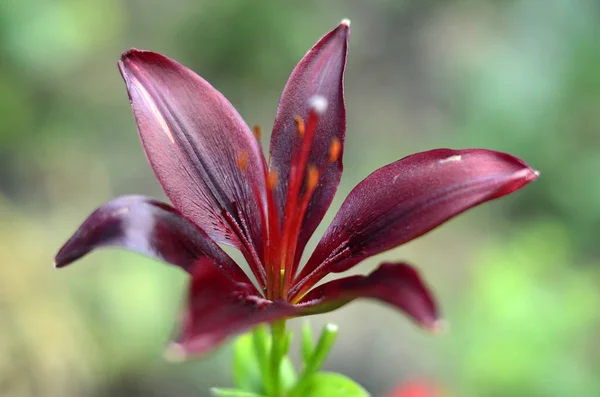 Kwiaty Dacha Makro — Zdjęcie stockowe