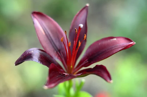 Kwiaty Dacha Makro — Zdjęcie stockowe