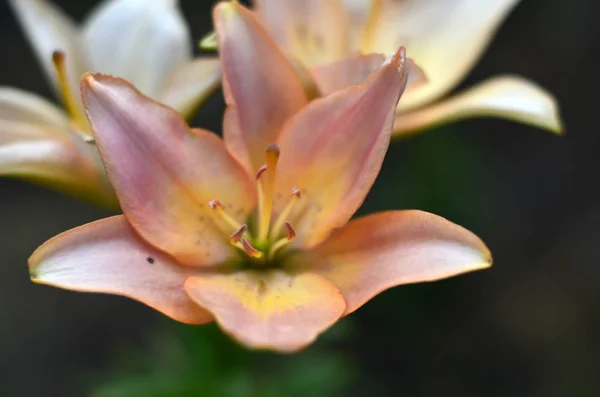 Dacha Üzerinde Çiçekler Makro — Stok fotoğraf