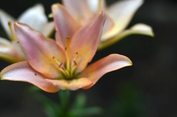 Dacha Üzerinde Çiçekler Makro — Stok fotoğraf