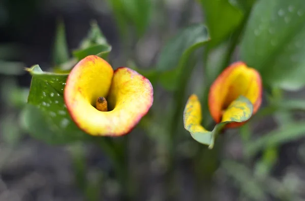 Dacha Üzerinde Çiçekler Makro — Stok fotoğraf