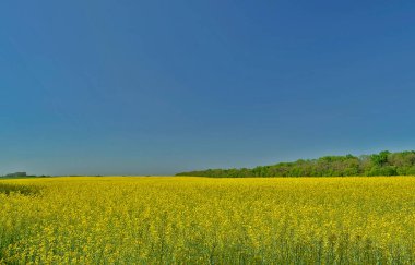 Güzel manzara, Ukrayna Novomoskovsk şehri.