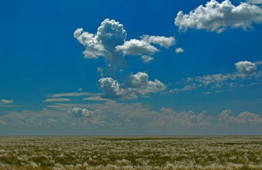 Ascania-Nova, Ukrayna 'nın Kherson bölgesinde, aynı adı taşıyan kentsel yerleşim yerinin yakınında bulunan bir biyosfer rezervi..